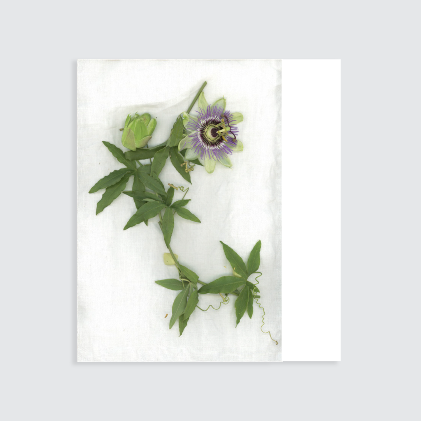 Plaid ''Passiflora''