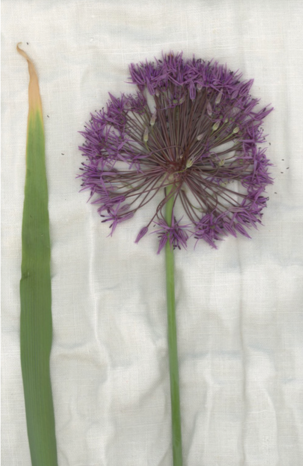 lino "Allium"
