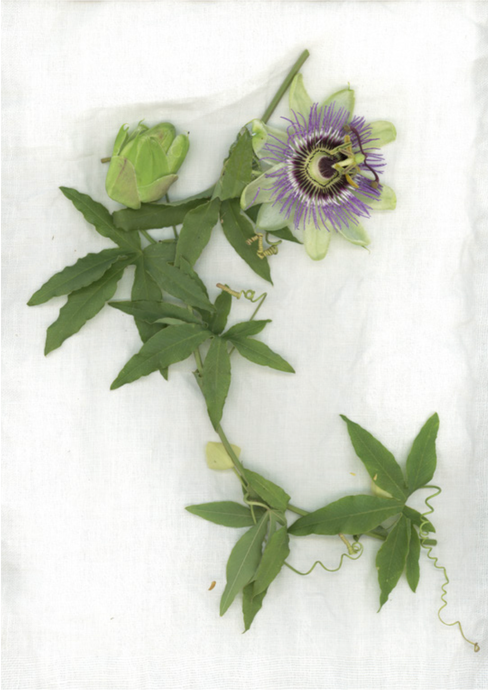 lino "Passiflora"