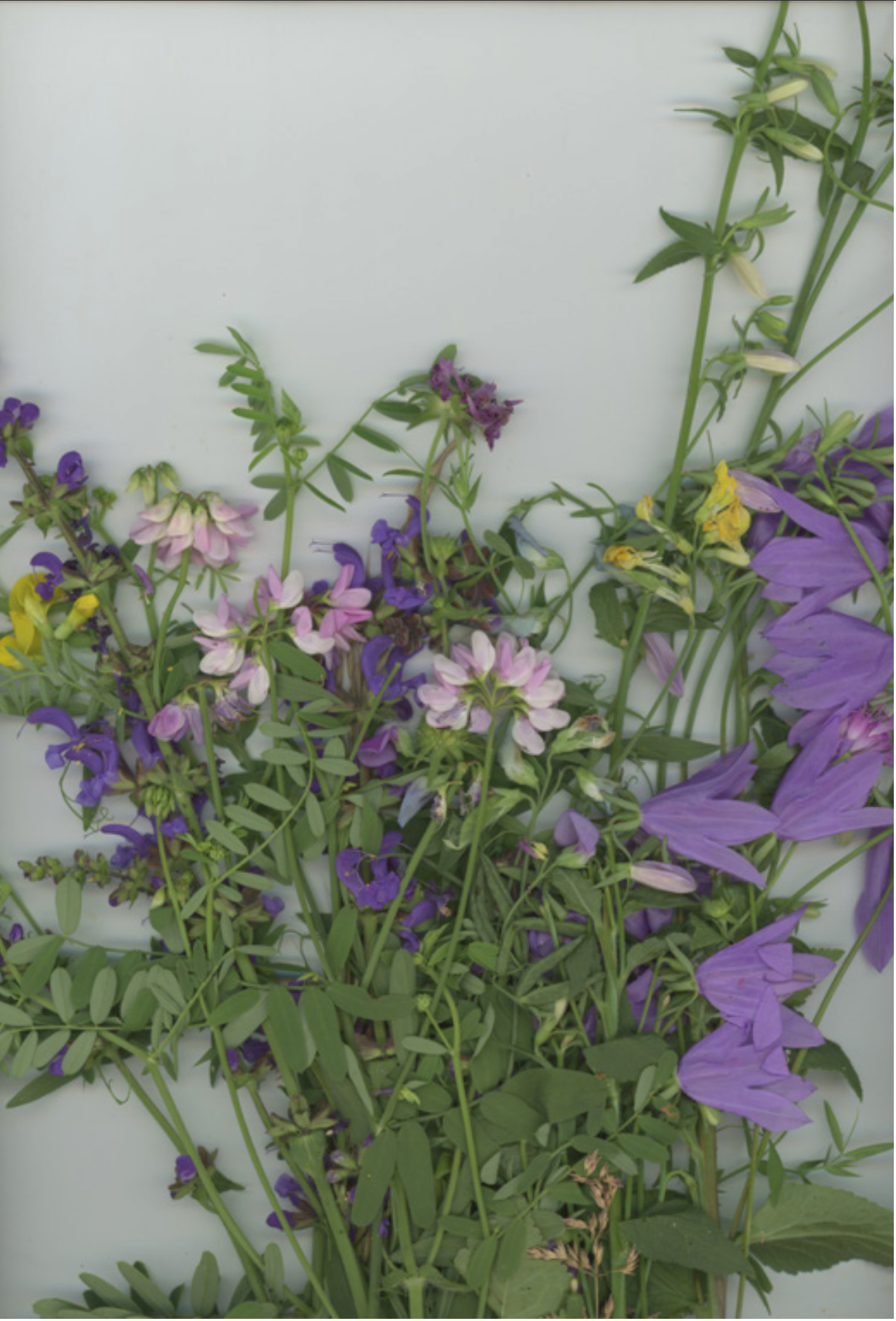 lino "Fiori di campo"