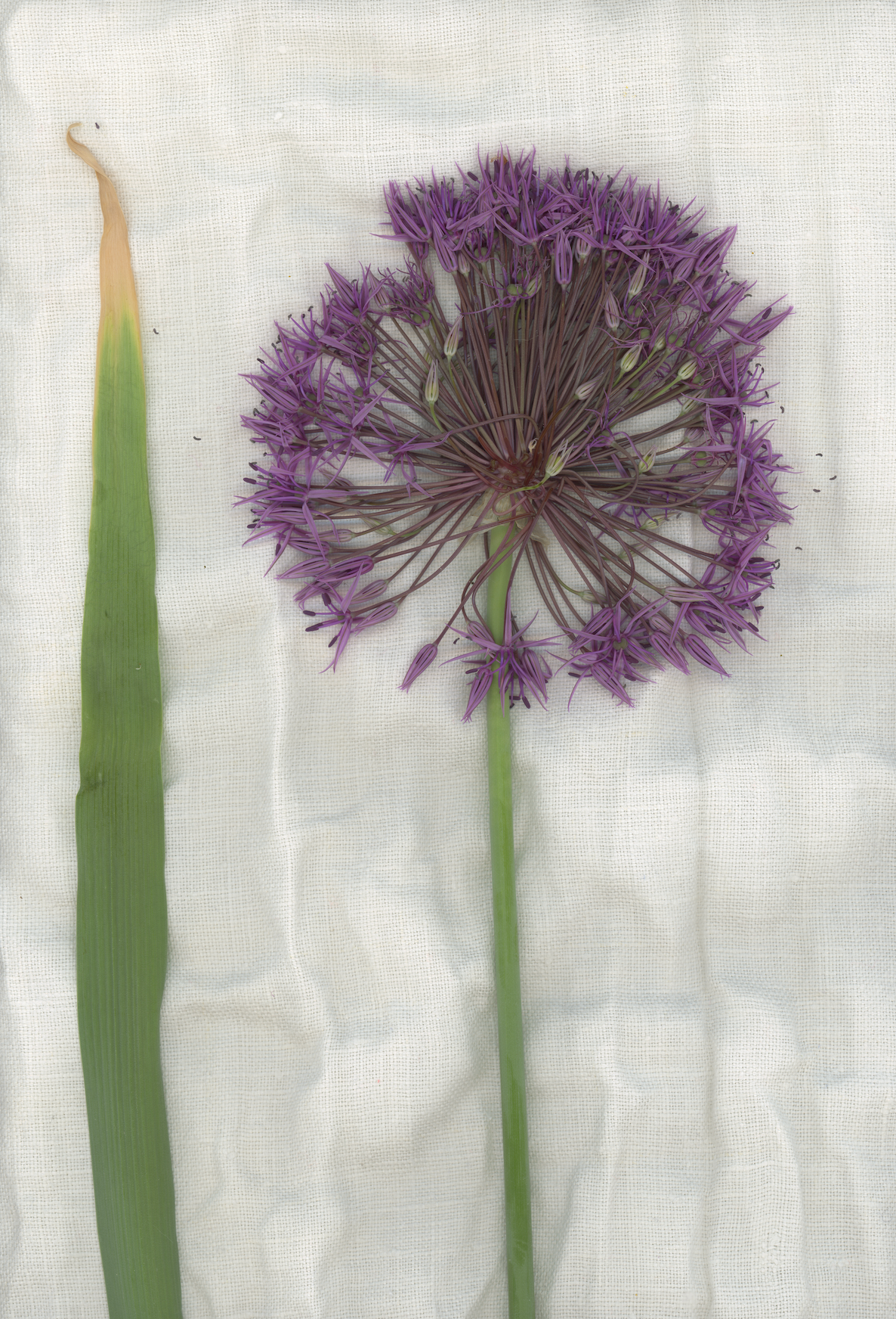 Tenda "Allium"