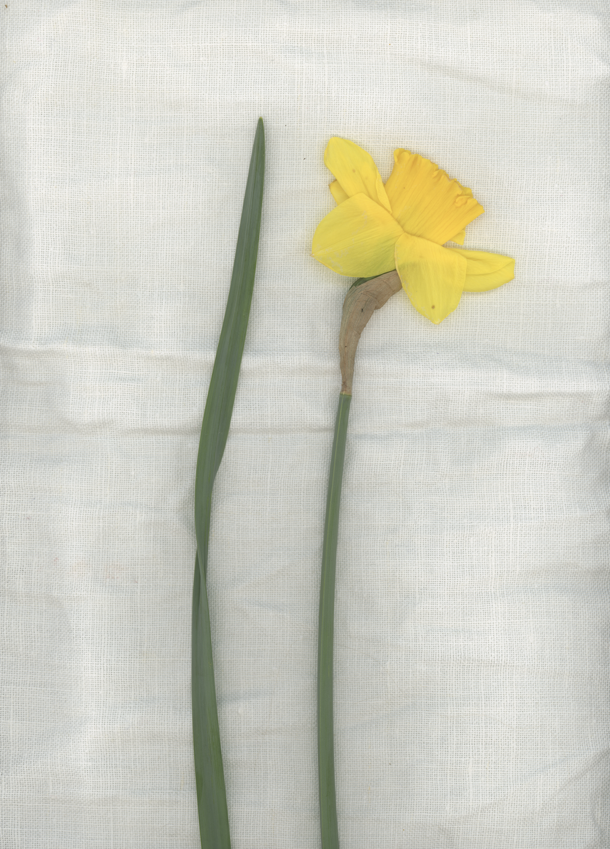 lino "Narciso"