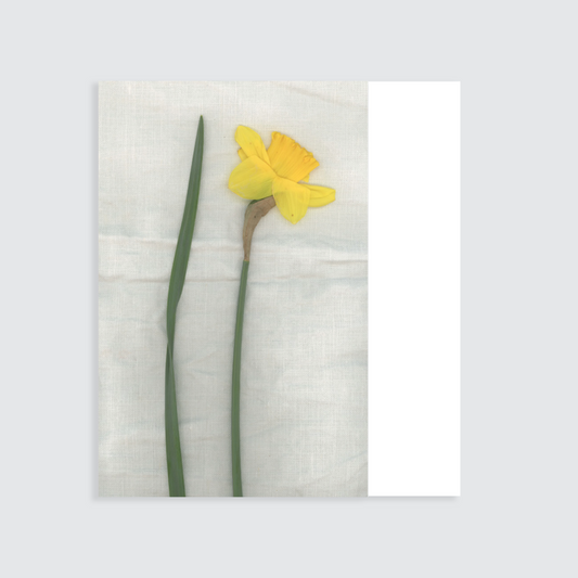 Plaid ''Narciso''