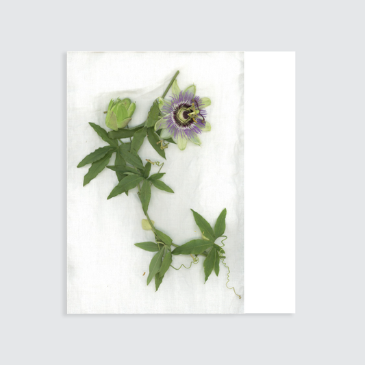 Plaid ''Passiflora''