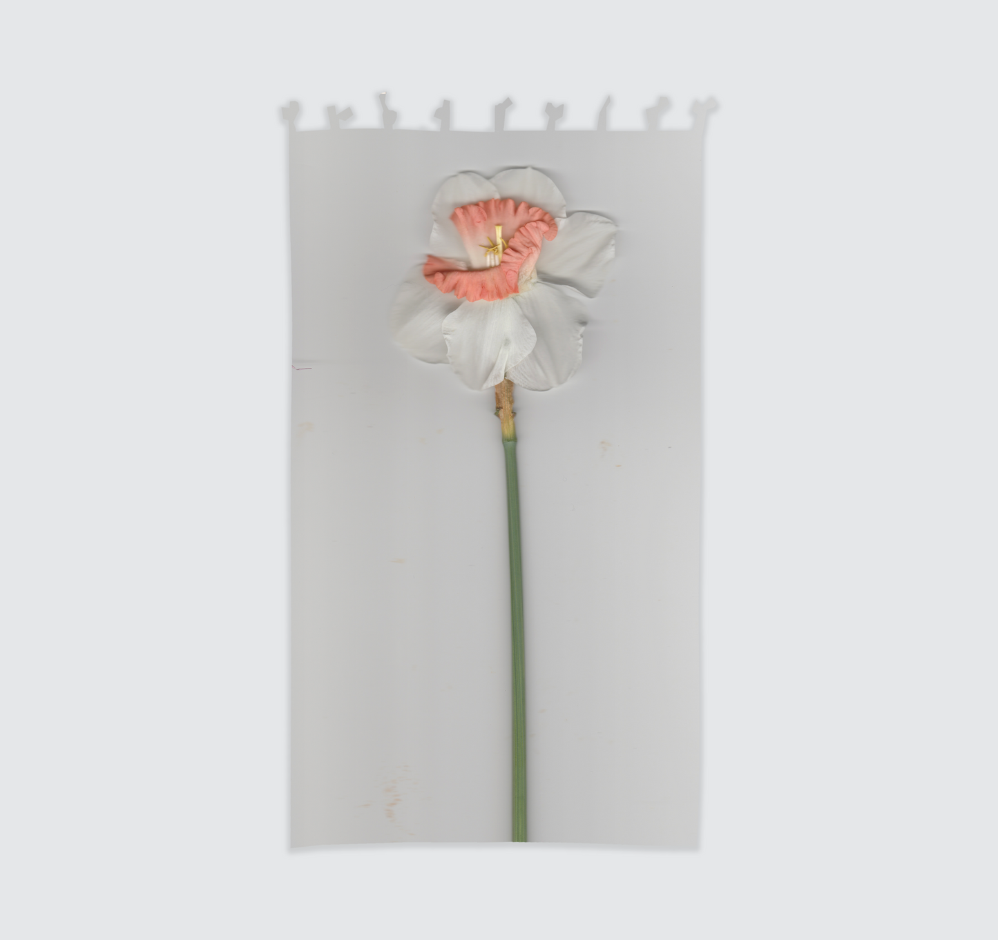Tenda "Narciso Arancio" 140x300