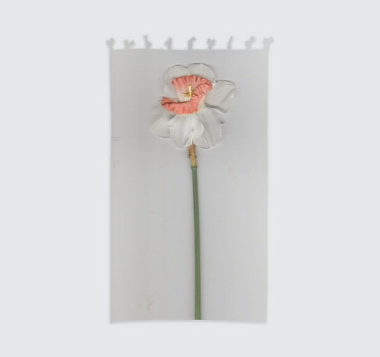 Tenda "Narciso Arancio" 140x300